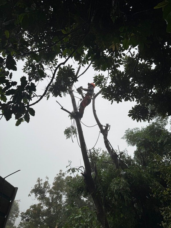 Abattage contrôlé d’arbre avec élagueur à La Réunion