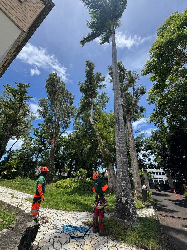 Élagage de palmier avec équipement de sécurité à La Réunion