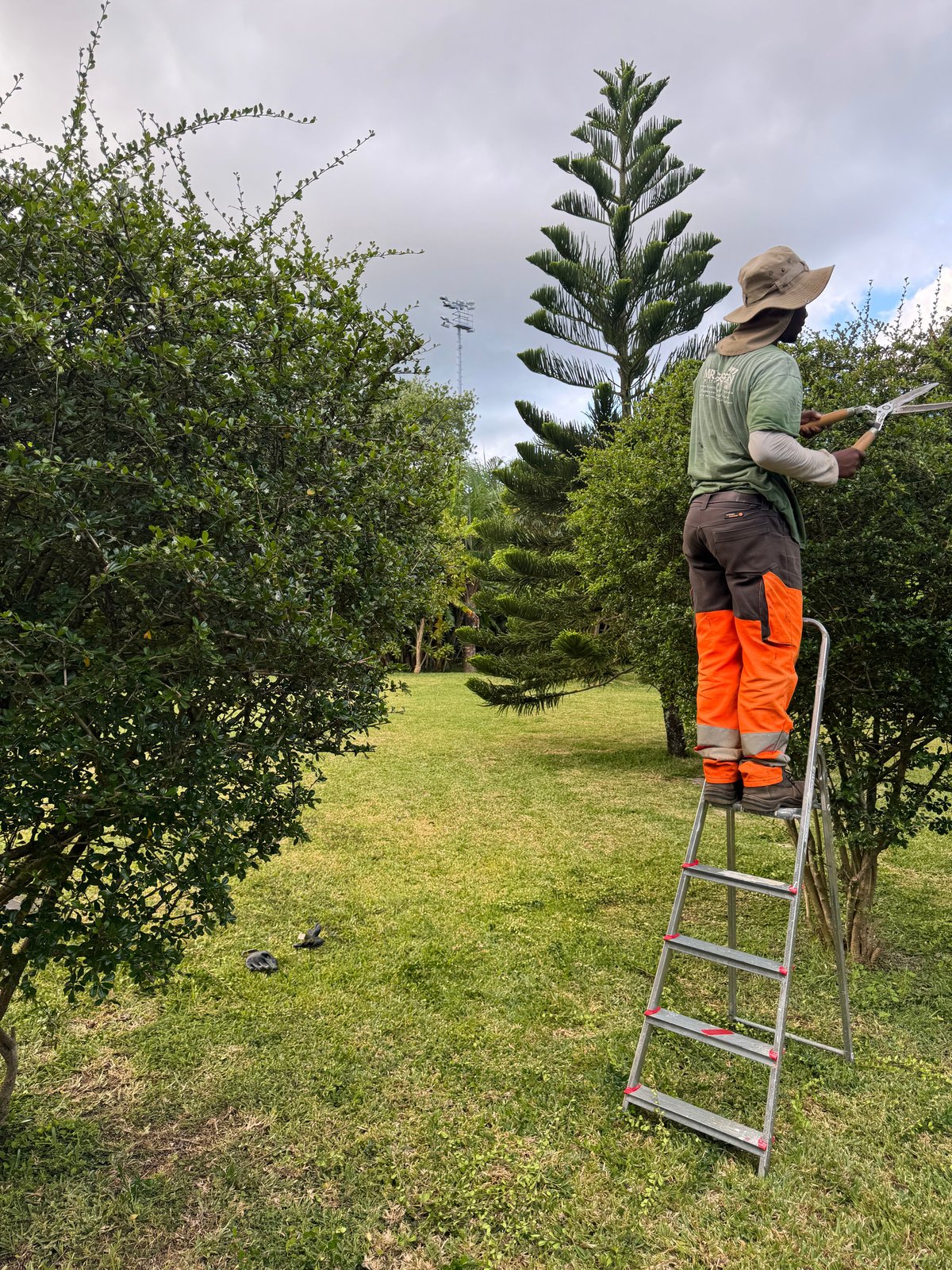 Taille de haies et entretien de jardin à La Réunion